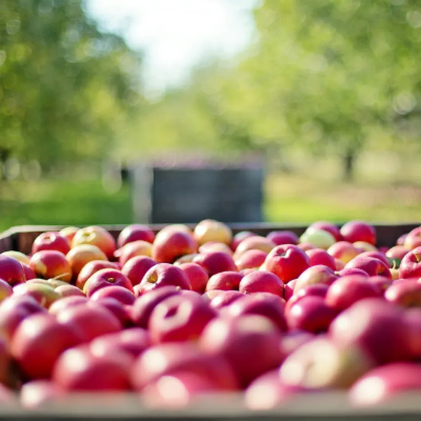 Saiba como o consumo de produtos orgânicos ajuda a proteger o meio ambiente e evitar novas epidemias