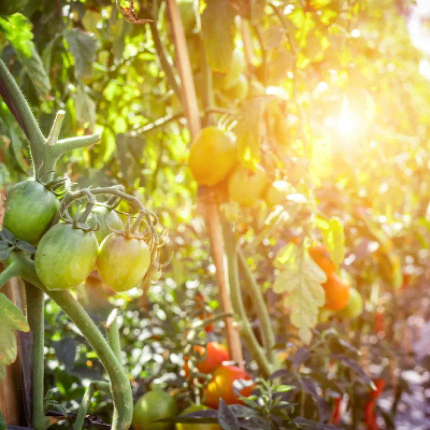 Conheça o novo regulamento técnico para sistemas orgânicos de produção