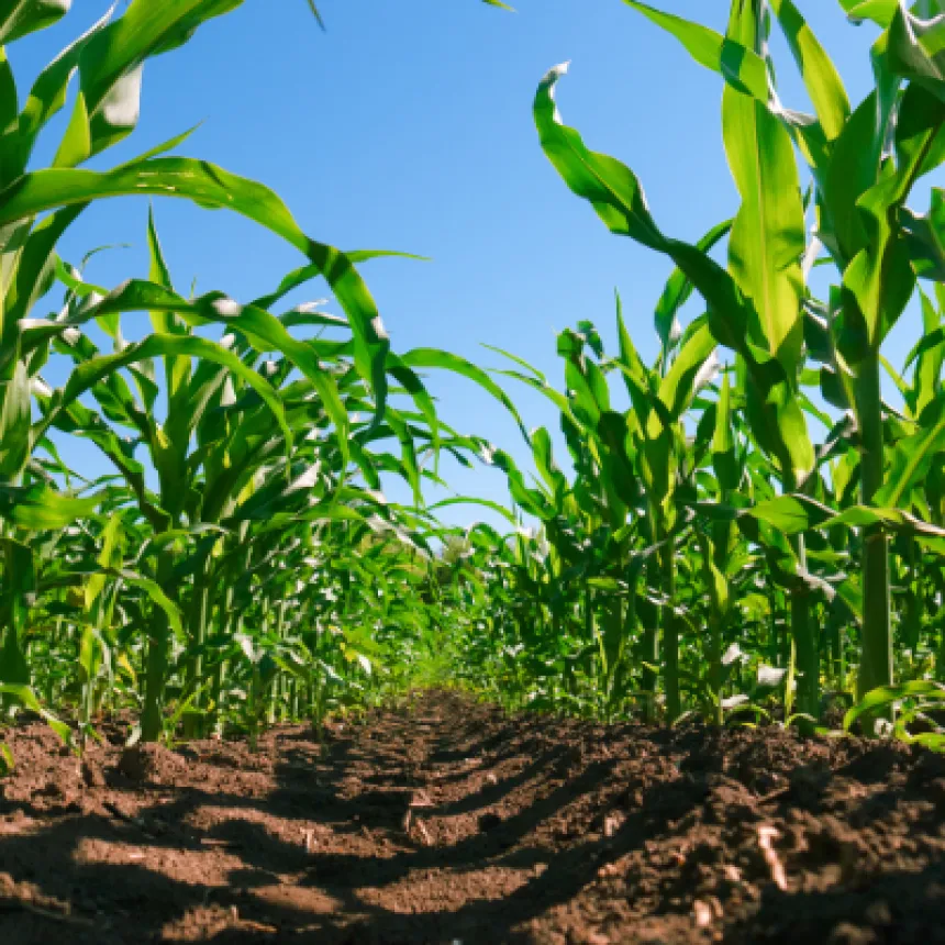 Sustentabilidade na agricultura: entenda a importância do ESG para as empresas