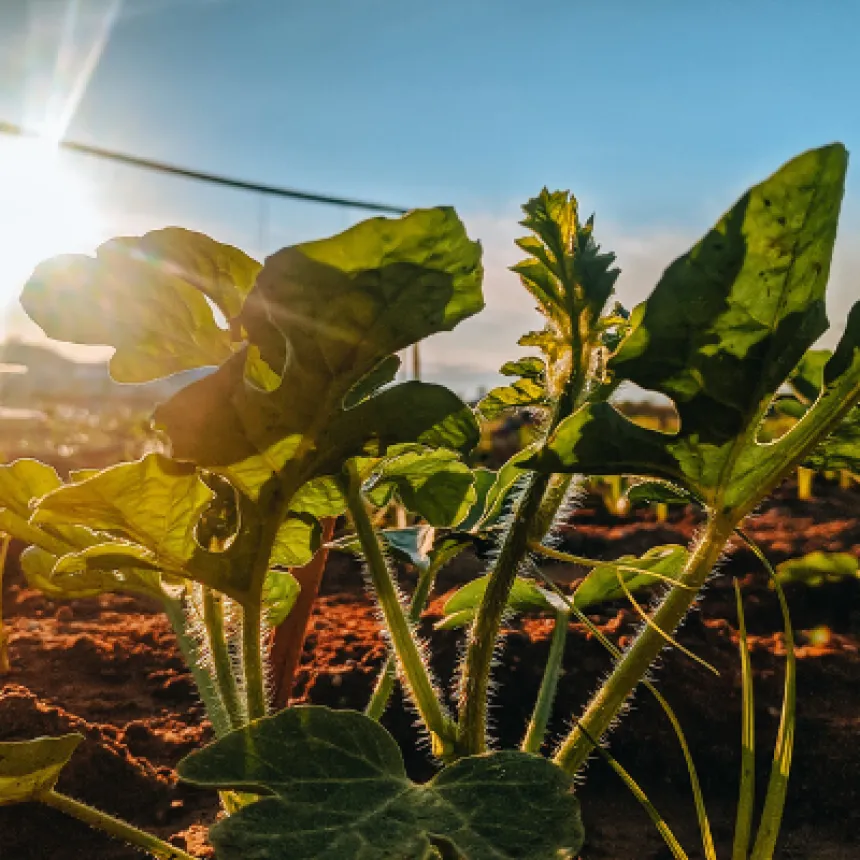 O que é agricultura orgânica?