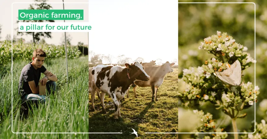 The Benefits of Organic Farming